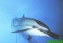 Delfin atrapado