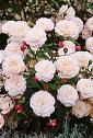 flowers-of-rosa-white-pet.jpg
