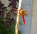 canadian-dragonfly.jpg